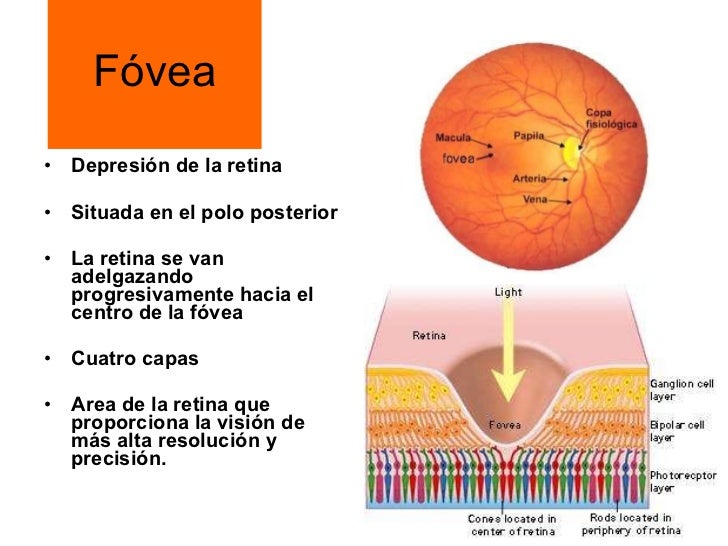 Anatomia y Fisiologia Ocular OftalmoanestesiaUIS Anatomia y Fisiologia Ocular OftalmoanestesiaUIS