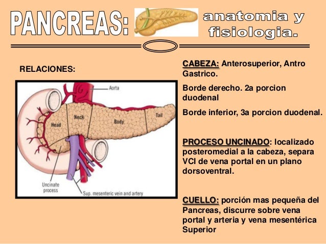 Anatomia y fisiologia pancreatica
