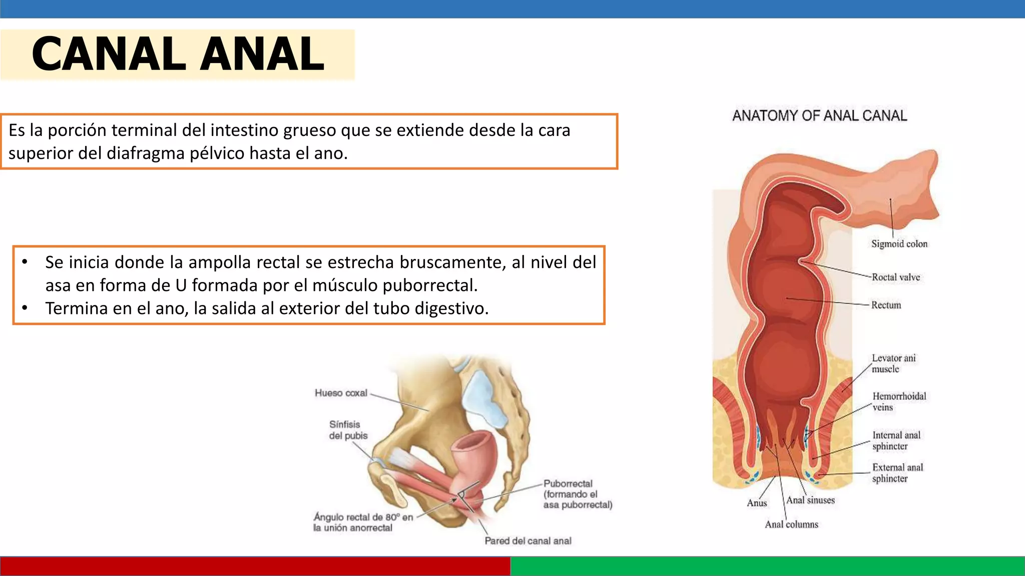ANATOMIA Y FISIOLOGIA RECTO ANO.pptx