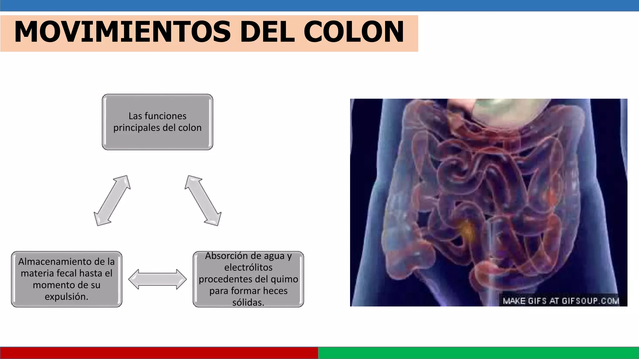 ANATOMIA Y FISIOLOGIA RECTO ANO.pptx