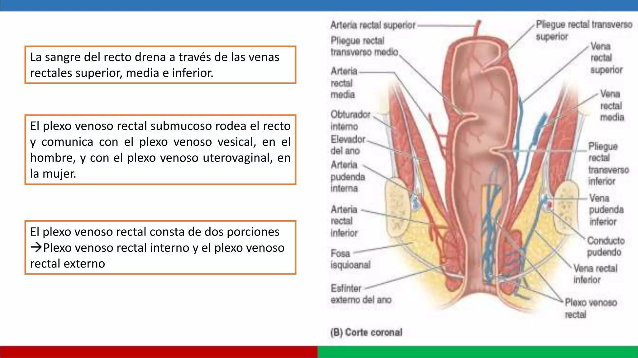 Que Significa Recto ANATOMIA Y FISIOLOGIA RECTO ANO.pptx