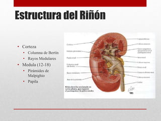 Anatomia y fisiologia renal | PPTX