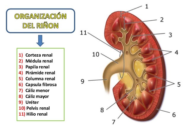 â¦ Tipos: ï¼ Nefronas corticales (85%), en su mayorÃ­a estÃ¡n ubicadas en la corteza del riÃ±Ã³n. Son las responsables principal...