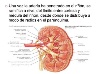 ANATOMIA Y FISIOLOGIA del sistema RENAl.pptx