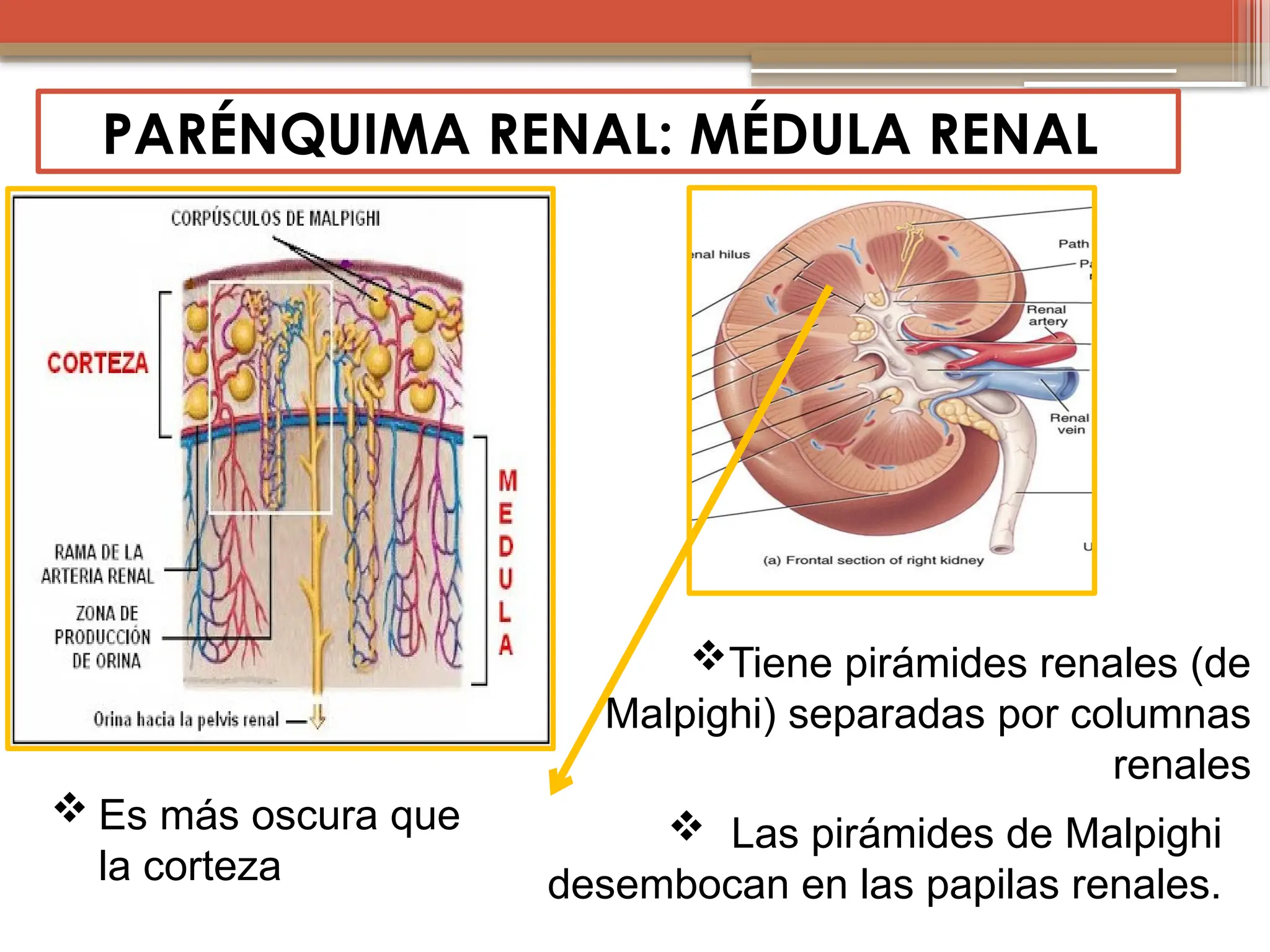Anatomia y fisiologia renal, partes esenciales del riñon y como ...