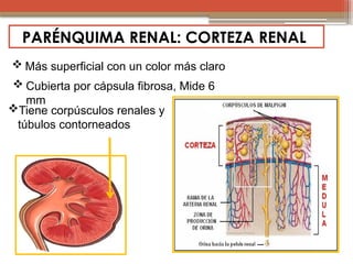 Anatomia y fisiologia renal, partes esenciales del riñon y como ...