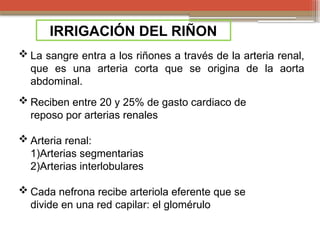 Anatomia y fisiologia renal, partes esenciales del riñon y como ...