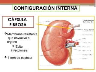 Anatomia y fisiologia renal, partes esenciales del riñon y como ...