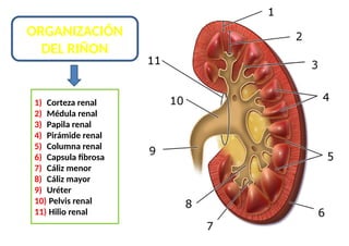 anatomiayfisiologiarenal del riñon para la clase.pptx
