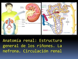 Anatomía renal: Estructura
general de los riñones. La
nefrona. Circulación renal
 