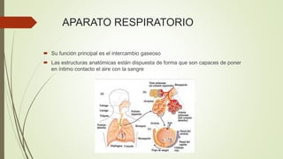 APARATO RESPIRATORIO
 Su función principal es el intercambio gaseoso
 Las estructuras anatómicas están dispuesta de form...