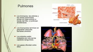 Pulmones
 Los bronquios, las arterias y
las venas pulmonares
entran en cada pulmón a
través del hilio, y continúan
dividi...