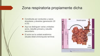 Zona respiratoria propiamente dicha
 Constituida por conductos y sacos
alveolares y alveolos (generación 20
a 23)
 Aquí ...
