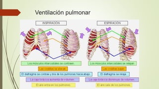 Ventilación pulmonar
 