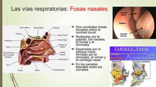 Las vías respiratorias: Fosas nasales
 Dos cavidades óseas
situadas sobre la
cavidad bucal.
 Rodeadas por el
paladar, lo...
