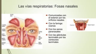 Las vías respiratorias: Fosas nasales
 Comunicadas con
el exterior por los
orificios nasales
 Con la faringe:
coanas
 C...
