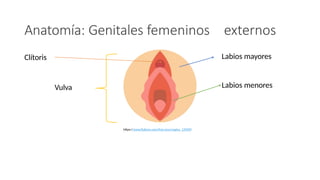 anatom-a-y-fisiolog-a-sistema-genitourinario-pptx