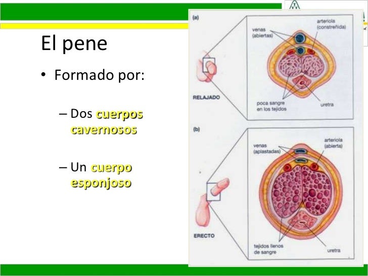 Como aumentar el miembro masazh