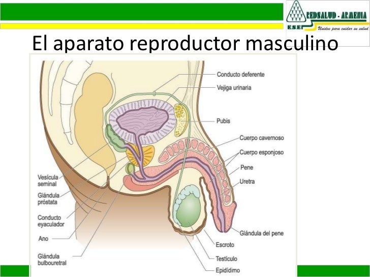 Para que el cirujano examina el miembro