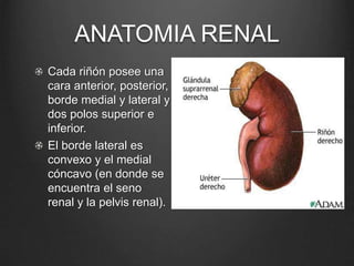 anatomia y fisiologia urinaria.ppt