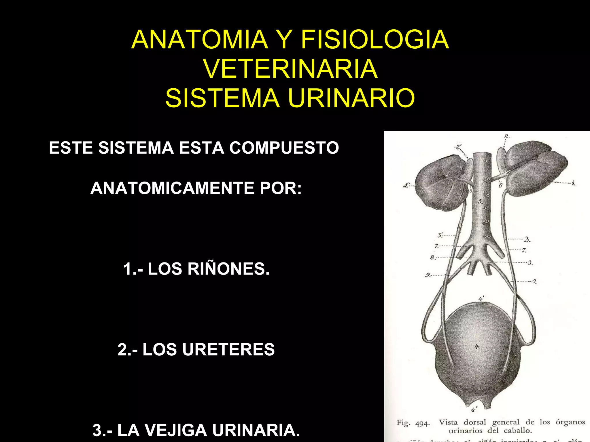 Anatomia y fisiologia veterinaria, sistema renal 23 | PPT