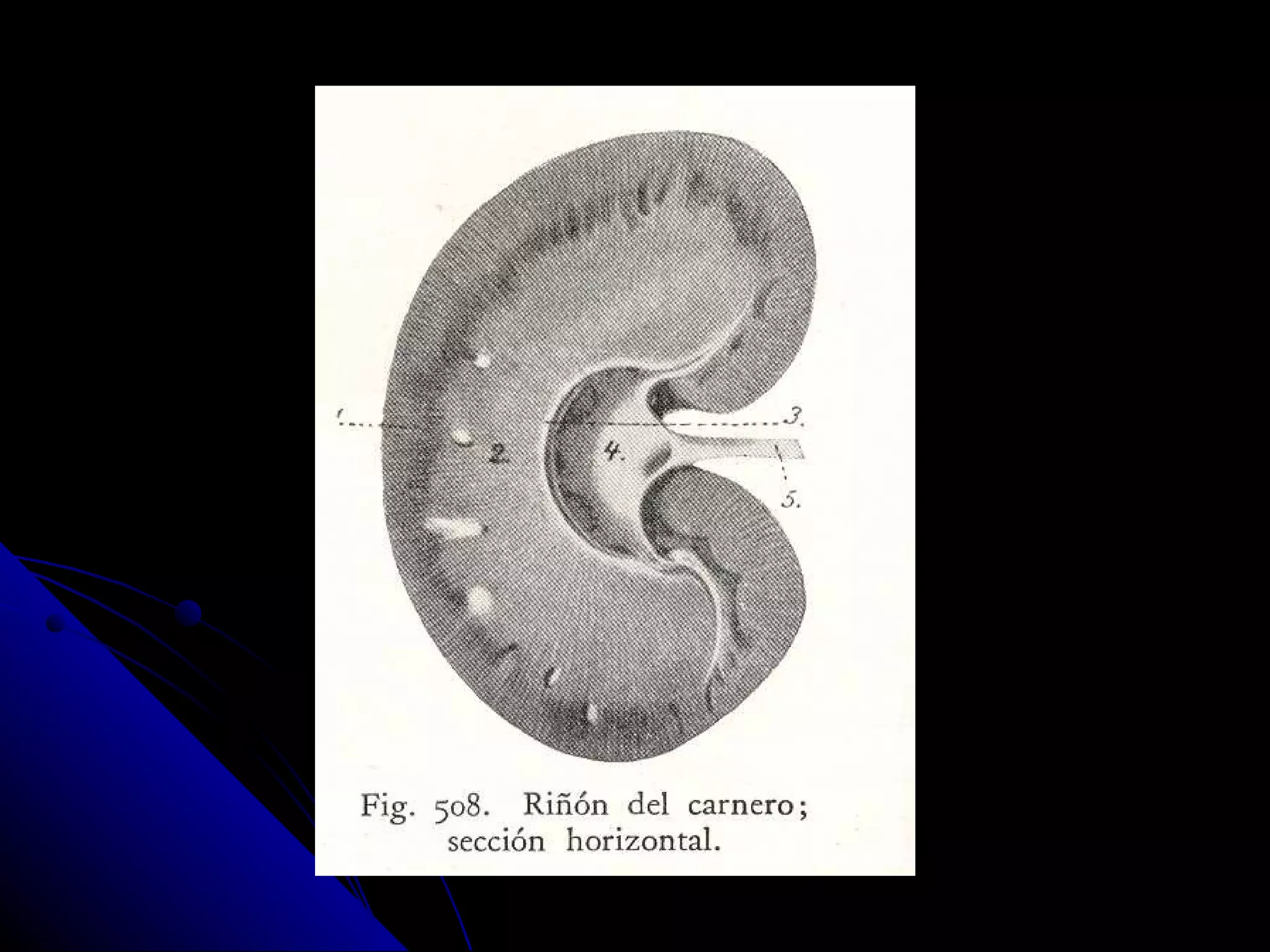 Anatomia y fisiologia veterinaria, sistema renal 23 | PPT | Biological ...
