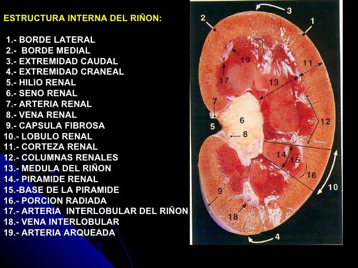 Anatomia y fisiologia veterinaria, sistema renal 23