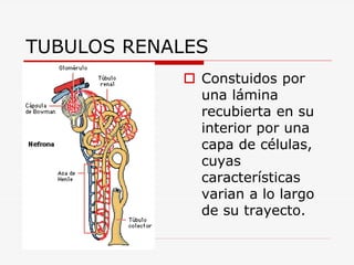 ANATOMIA Y FISOLOGIA RENAL 1.pdf