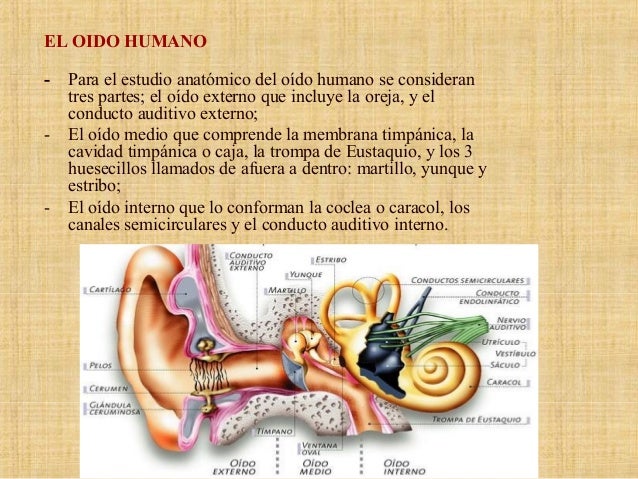 Imagenes Del Oido Y Sus Funciones
