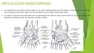 ANATOMIA Y LESIONES LIGAMENTARIAS DE LA MANO pptx anatomia-y-lesiones-ligamentarias-de-la-mano-pptx