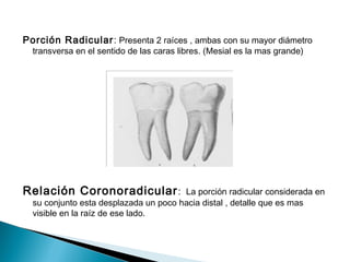 Porción Radicular : Presenta 2 raíces , ambas con su mayor diámetro
  transversa en el sentido de las caras libres. (Mesial es la mas grande)




Relación Coronoradicular :             La porción radicular considerada en
  su conjunto esta desplazada un poco hacia distal , detalle que es mas
  visible en la raíz de ese lado.
 