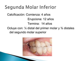 Calcificación: Comienza: 4 años
                Erupciona: 12 años
                Termina: 14 años
Ocluye con: ¼ distal del primer molar y ¾ distales
 del segundo molar superior
 