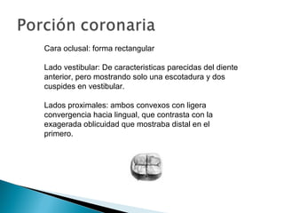 Cara oclusal: forma rectangular

Lado vestibular: De caracteristicas parecidas del diente
anterior, pero mostrando solo una escotadura y dos
cuspides en vestibular.

Lados proximales: ambos convexos con ligera
convergencia hacia lingual, que contrasta con la
exagerada oblicuidad que mostraba distal en el
primero.
 