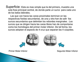 Superficie: Esta es mas simple que la del primero, muestra una
  sola fosa principal central, de donde parte un surco para cada uno
  de los lados laterales.
    Las que van hacia las caras proximales terminan en las
  respectivas fositas secundarias, de una y otra han de salir los
  surcos secundarios que delimitan los rebordes marginales . Los
  surcos que se dirigen hacia las caras libres han de comportarse
  como los homólogos del primer molar inferior. De tal forma, los
  surcos adoptan el aspecto de 4 cruz que separan las 4 cúspides.




  Primer Molar Inferior                          Segundo Molar Inferior
 