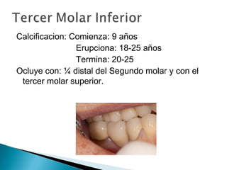Calcificacion: Comienza: 9 años
                Erupciona: 18-25 años
                Termina: 20-25
Ocluye con: ¼ distal del Segundo molar y con el
 tercer molar superior.
 