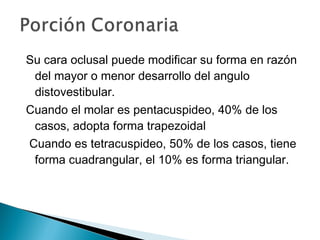 Su cara oclusal puede modificar su forma en razón
 del mayor o menor desarrollo del angulo
 distovestibular.
Cuando el molar es pentacuspideo, 40% de los
 casos, adopta forma trapezoidal
Cuando es tetracuspideo, 50% de los casos, tiene
 forma cuadrangular, el 10% es forma triangular.
 