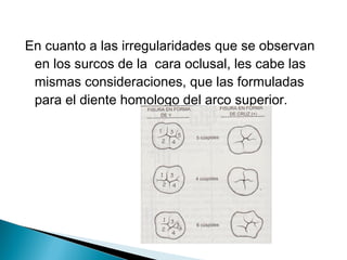 En cuanto a las irregularidades que se observan
 en los surcos de la cara oclusal, les cabe las
 mismas consideraciones, que las formuladas
 para el diente homologo del arco superior.
 