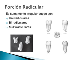 Es sumamente irregular puede ser:
a) Unirradiculares

b) Birradiculares

c) Multirradiculares
 