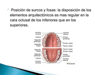     Posición de surcos y fosas: la disposición de los
    elementos arquitectónicos es mas regular en la
    cara oclusal de los inferiores que en los
    superiores.
 
