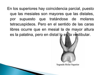 En los superiores hay coincidencia parcial, puesto
 que las mesiales son mayores que las distales,
 por supuesto que tratándose de molares
 tetracuspideos. Pero en el sentido de las caras
 libres ocurre que en mesial la de mayor altura
 es la palatina, pero en distal lo es la vestibular.
 