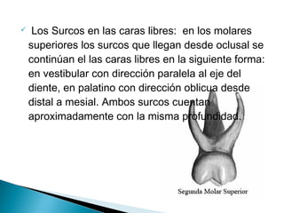     Los Surcos en las caras libres: en los molares
    superiores los surcos que llegan desde oclusal se
    continúan el las caras libres en la siguiente forma:
    en vestibular con dirección paralela al eje del
    diente, en palatino con dirección oblicua desde
    distal a mesial. Ambos surcos cuentan
    aproximadamente con la misma profundidad.
 