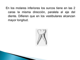 En los molares inferiores los surcos tiene en las 2
 caras la misma dirección, paralela al eje del
 diente. Difieren que en los vestibulares alcanzan
 mayor longitud.
 