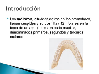    Los molares, situados detrás de los premolares,
    tienen cúspides y surcos. Hay 12 molares en la
    boca de un adulto: tres en cada maxilar,
    denominados primeros, segundos y terceros
    molares
 