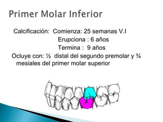 Calcificación: Comienza: 25 semanas V.I
                Erupciona : 6 años
                Termina : 9 años
Ocluye con: ½ distal del segundo premolar y ¾
 mesiales del primer molar superior
 