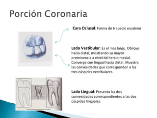 Cara Oclusal: Forma de trapecio escaleno



Lado Vestibular: Es el mas largo. Oblicuo
hacia distal, mostrando su mayor
prominencia a nivel del tercio mesial.
Converge con lingual hacia distal. Muestra
las convexidades que corresponden a las
tres cúspides vestibulares.




Lado Lingual: Presenta las dos
convexidades correspondientes a las dos
cúspides linguales.
 