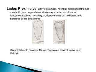Lados Proximales : Convexos ambos; mientras mesial muestra mas
  orientación casi perpendicular al eje mayor de la cara, distal es
  francamente oblicua hacia lingual, destacándose así la diferencia de
  diámetros de las caras libres




  Distal totalmente convexo; Mesial cóncavo en cervical, convexo en
  Oclusal.
 
