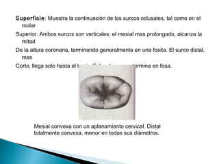 Superficie: Muestra la continuación de los surcos oclusales, tal como en el
  molar
Superior. Ambos surcos son verticales; el mesial mas prolongado, alcanza la
  mitad
De la altura coronaria, terminando generalmente en una fosita. El surco distal,
  mas
Corto, llega solo hasta el tercio Oclusal y nunca termina en fosa.




       Mesial convexa con un aplanamiento cervical. Distal
       totalmente convexa, menor en todos sus diámetros.
 