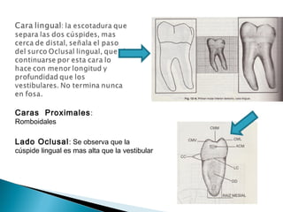 Caras Proximales :
Romboidales

Lado Oclusal : Se observa que la
cúspide lingual es mas alta que la vestibular
 
