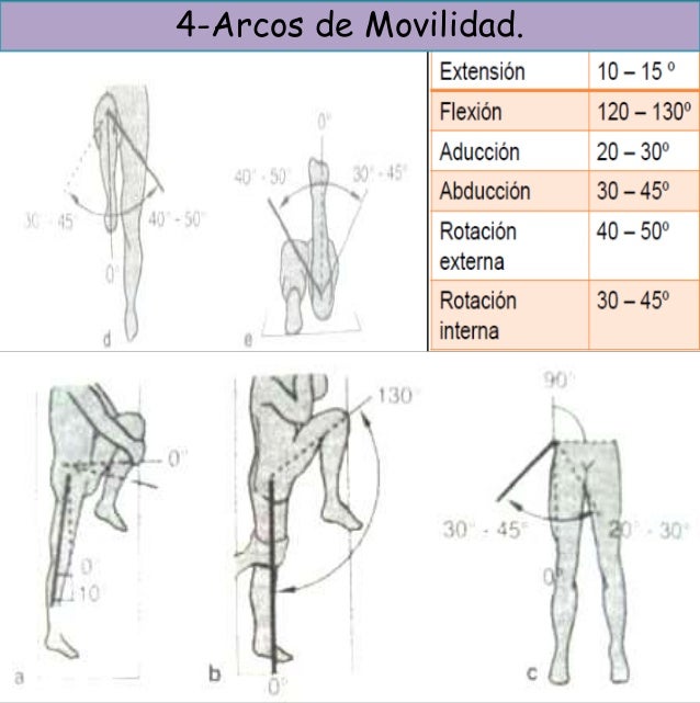 Anatomia y semiologia de cadera Anatomia y semiologia de cadera