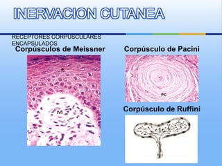 Reseptor Pacini Ruffini Anatomia y semiologia de la piel | PPTX